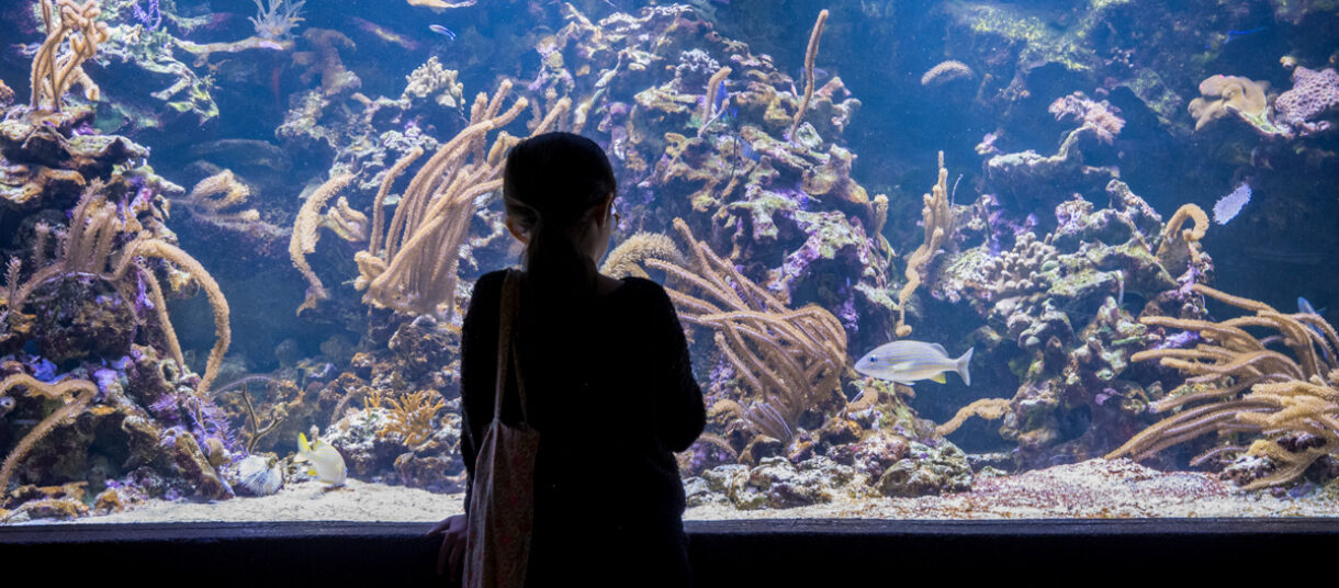 Aquarium Tropical de la Porte Dorée – Mise en conformité des espaces techniques
