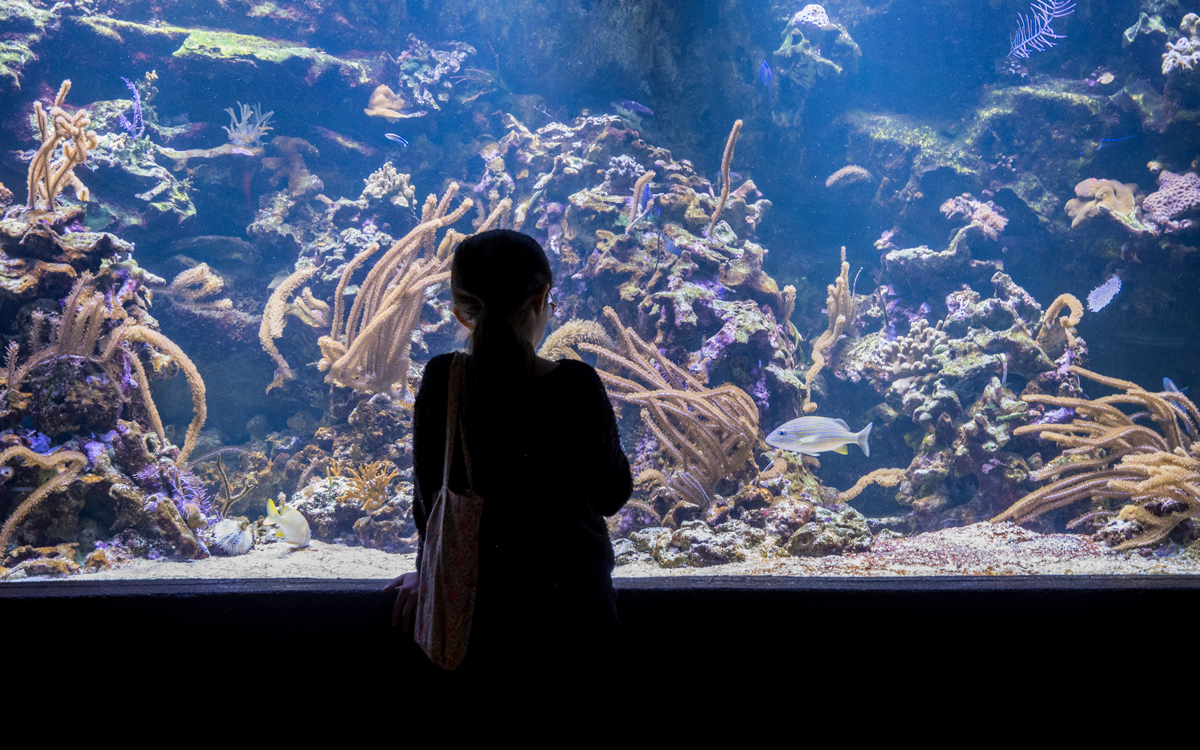 Aquarium Tropical de la Porte Dorée – Mise en conformité des espaces techniques